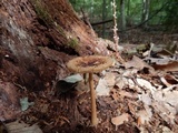 Amanita sect. Vaginatae image