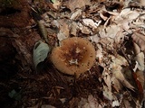 Amanita sect. Vaginatae image