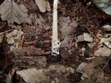 Amanita sect. Vaginatae image
