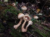 Pholiota squarrosoides image