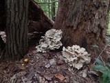 Grifola frondosa image
