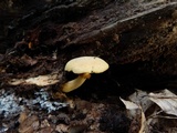 Phaeolepiota aurea image