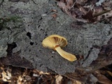 Phaeolepiota aurea image