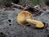 Phaeolepiota aurea image