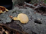Phaeolepiota aurea image