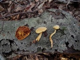 Phaeolepiota aurea image