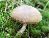 Boletus pallidus image