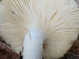 Pleurotus dryinus image
