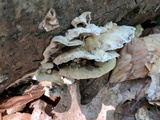 Bjerkandera adusta image