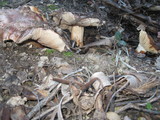 Tricholoma dryophilum image