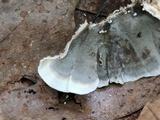 Bjerkandera adusta image