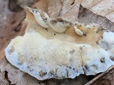 Bjerkandera adusta image