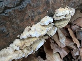 Bjerkandera adusta image