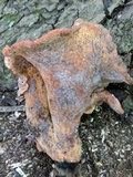 Royoporus badius image