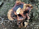 Royoporus badius image