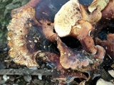 Royoporus badius image