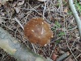 Lactarius lignyotus image