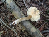 Lactarius lignyotus var. nigroviolascens image