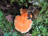 Laetiporus huroniensis image