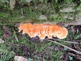 Laetiporus huroniensis image