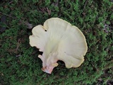 Laetiporus huroniensis image