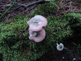 Russula gracilis image
