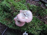 Russula gracilis image