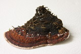 Rhodofomes cajanderi image