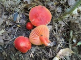 Hygrocybe punicea image