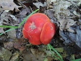 Hygrocybe punicea image