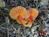 Hygrocybe punicea image