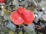 Hygrocybe punicea image