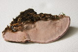 Rhodofomes cajanderi image