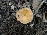 Lactarius croceus image