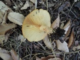 Lactarius croceus image
