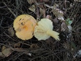 Lactarius croceus image