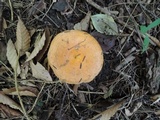 Lactarius croceus image