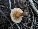 Paxillus involutus image