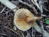 Paxillus involutus image