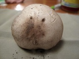 Agaricus californicus image