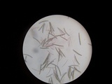 Trichoglossum farlowii image
