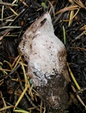 Sarcodon calvatus image