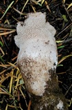 Sarcodon calvatus image