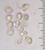 Sarcodon calvatus image