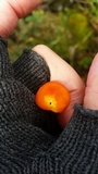 Hygrocybe miniata image