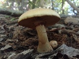 Gymnopilus luteus image