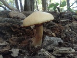 Gymnopilus luteus image