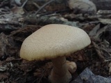 Gymnopilus luteus image