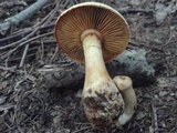 Gymnopilus luteus image
