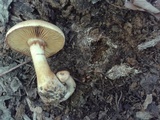 Gymnopilus luteus image